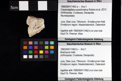 Foto (Objket + Etiketten) von Decapoda indet. 